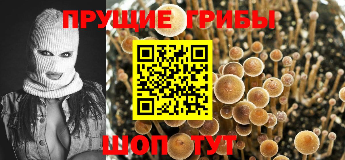 Псилоцибиновые грибы Psilocybine cubensis  даркнет сайт  Вход с VPN  Балахна  Галлюциногенные грибы Cubensis 
